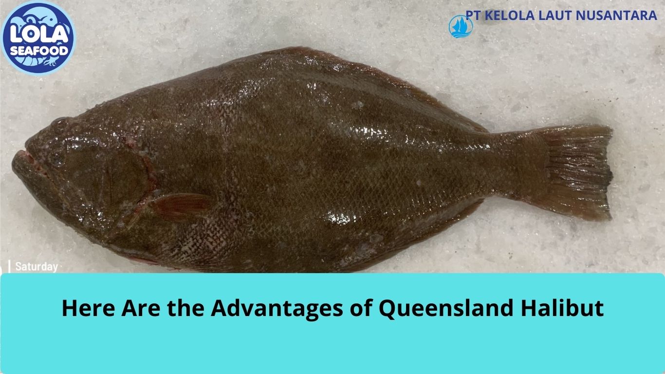 Here Are the Advantages of Queensland Halibut